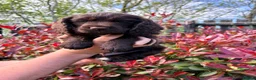 Cocker Spaniel dogs for sale: Last Working cocker Available RKC - Ready Now  - Advert 27