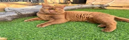 British Shorthair cats for sale: Stunning proven cinnamon stud  - Advert 3