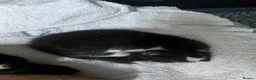 Mixed Breed cats for sale: Beautiful kittens - Advert 3