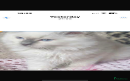 Ragdoll cats for sale: Stunning Lilac Mitted Ragdoll.  Affectionate ❤️ - Image 4