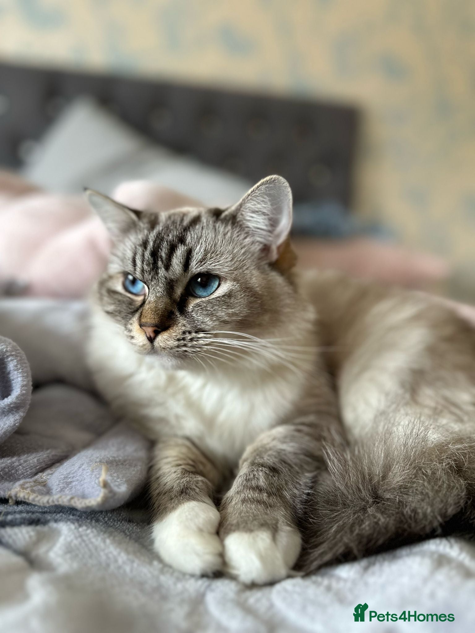 Ragdoll cats Selling a Tabby Ragdoll on GCCF ACTIVE REGISTER - Advert 4