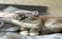Ragdoll cats for sale: Selling a Tabby Ragdoll on GCCF ACTIVE REGISTER - Image 1