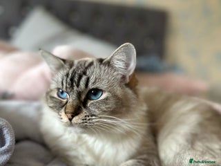 Ragdoll cats for sale - Advert 1