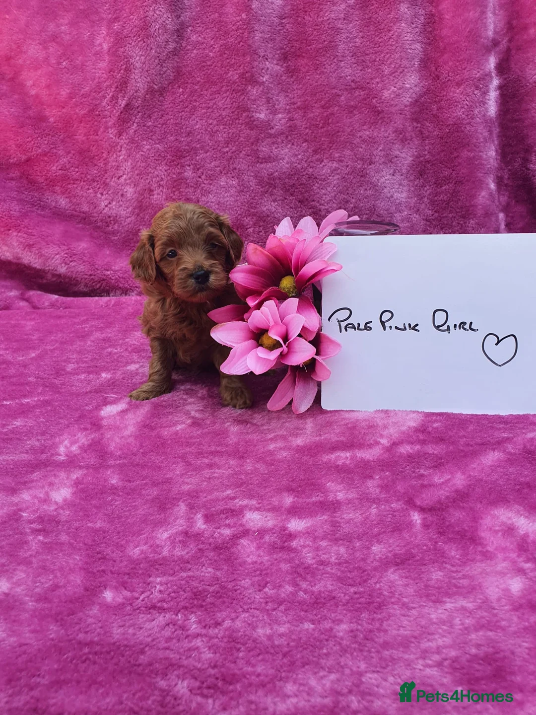 Goldendoodle dogs for sale: Gorgeous F1bb miniature/Toy Goldendoodle puppies - Advert 1