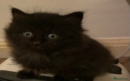 Mixed Breed cats for sale: Ragamuffin mix kittens  - Image 5