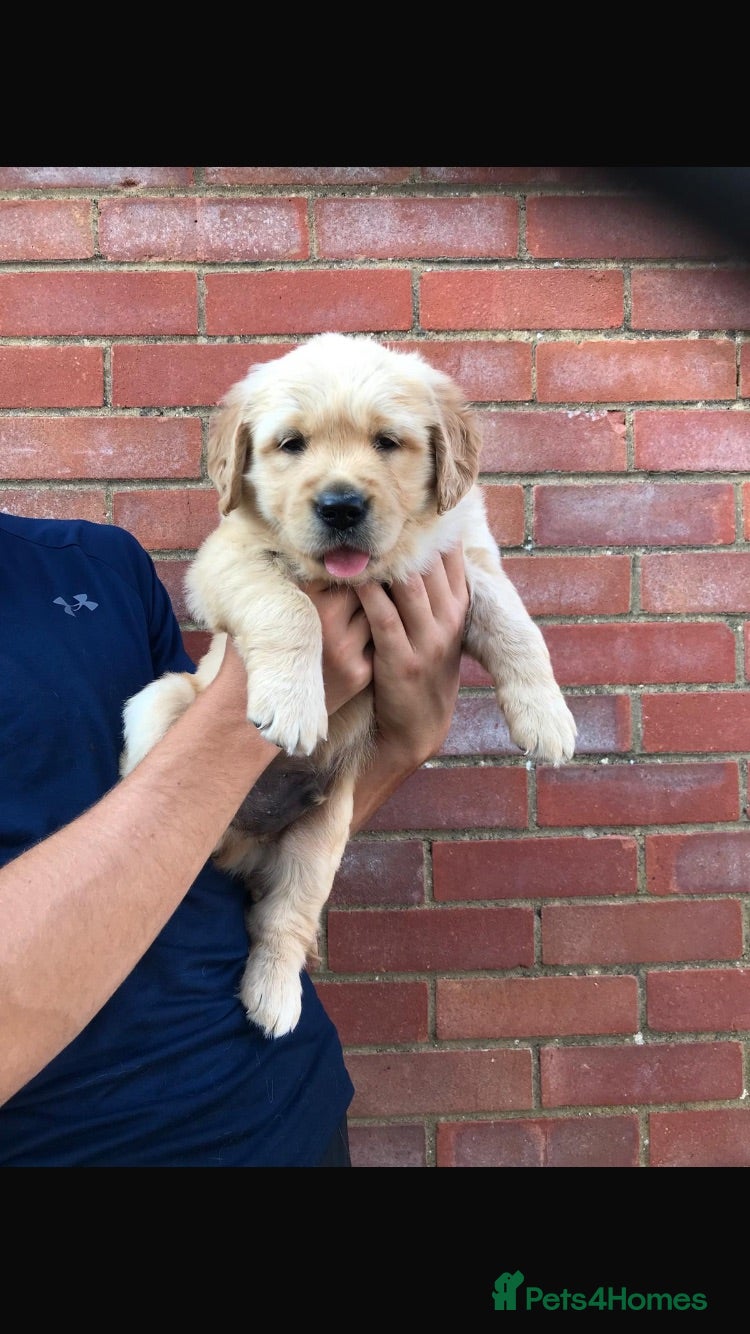 Golden Retriever dogs Royal kennel club registered golden retriever  - Advert 11