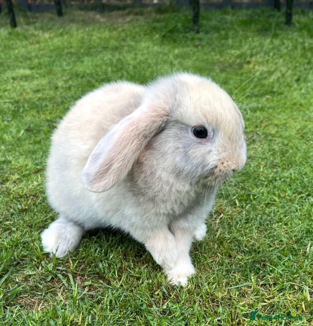 Mini Lop rabbits for sale: Mini Lops Ready now!!!!  in Coalville - Image 22