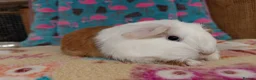 Guinea Pig rodents for sale: Baby Longhaired Sheltie Boars/Brothers RTR - Advert 16