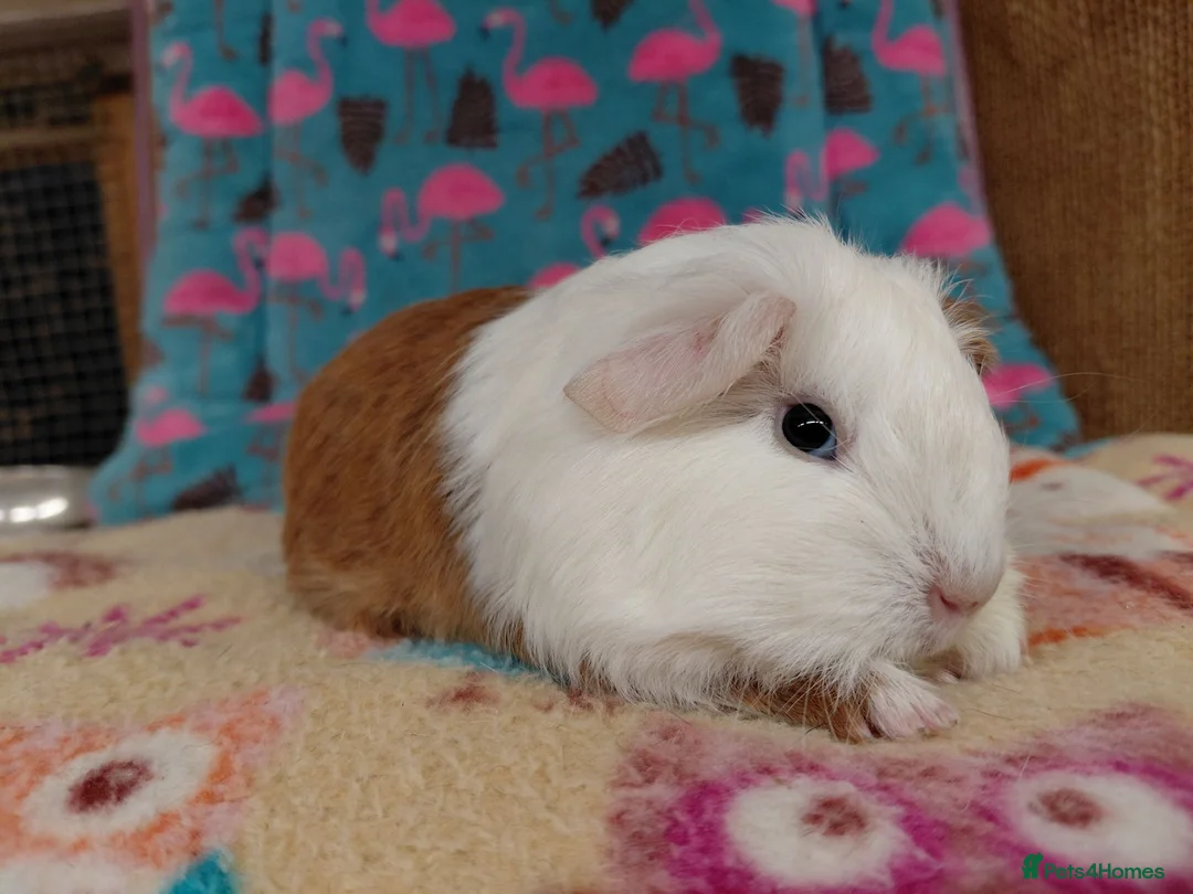 Guinea Pig rodents for sale: Baby Longhaired Sheltie Boars/Brothers RTR - Advert 16