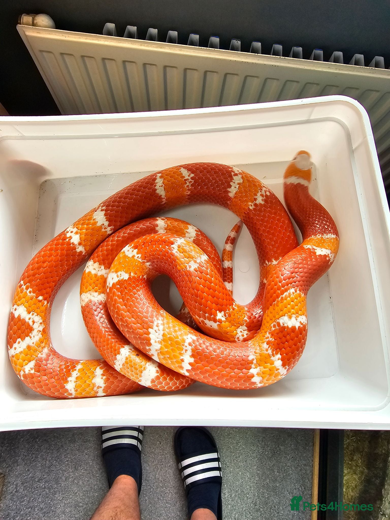 Milk Snake reptiles Honduran milk snake - Advert 13