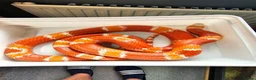 Milk Snake reptiles for sale: Honduran milk snake in Nottingham - Advert 1