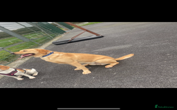 Labrador Retriever dogs for stud: Pedigree Lab  - Image 4