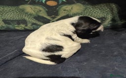 Cocker Spaniel dogs for sale: KC show cocker puppies black white blue roan - Image 4