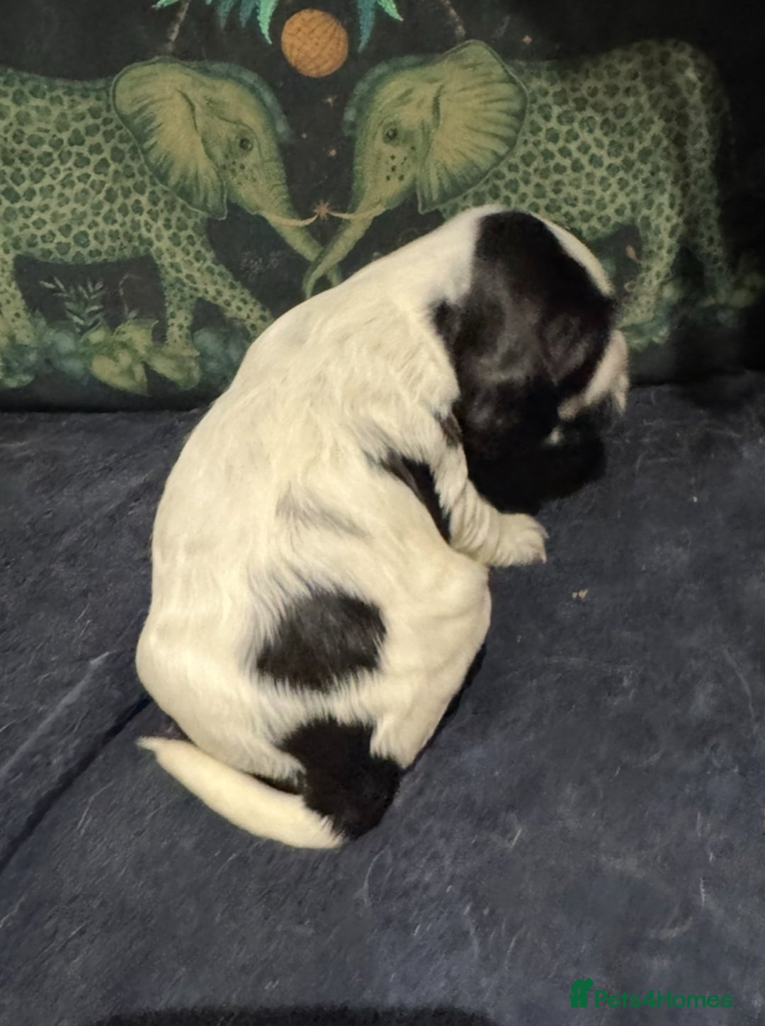 Cocker Spaniel dogs for sale: KC show cocker puppies black white blue roan - Image 4