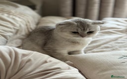 Scottish Fold cats for sale: Scottish fold female pick of litter - Image 12
