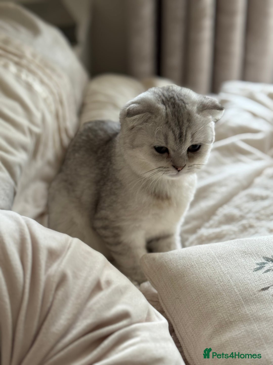Scottish Fold cats for sale: Scottish fold female pick of litter - Image 12