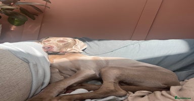 Weimaraner dogs - Advert 5