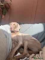 Weimaraner dogs - Advert 2