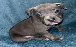 Mixed Breed dogs for sale: Beautiful chunky bully cross staffy pups tri /fawn - Image 30