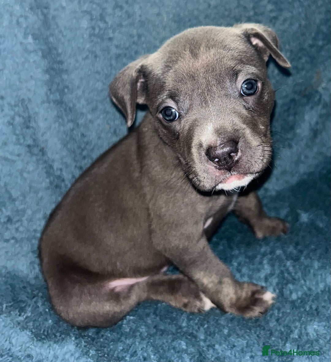 Mixed Breed dogs for sale: Beautiful chunky bully cross staffy pups tri /fawn - Image 30