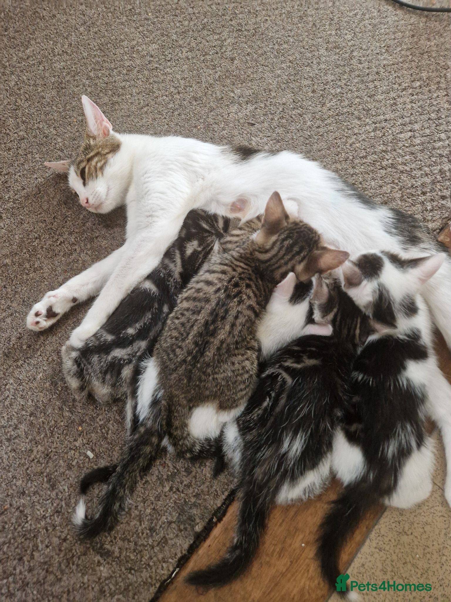 Mixed Breed cats 5 healthy kittens - Advert 5