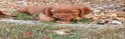 Cocker Spaniel dogs for sale: Red Working Cocker Spaniels - Advert 23