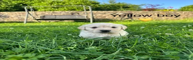 Golden Retriever 4