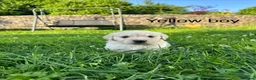 Golden Retriever dogs for sale: KC Registered Golden Retriever puppies in Pencader - Advert 25