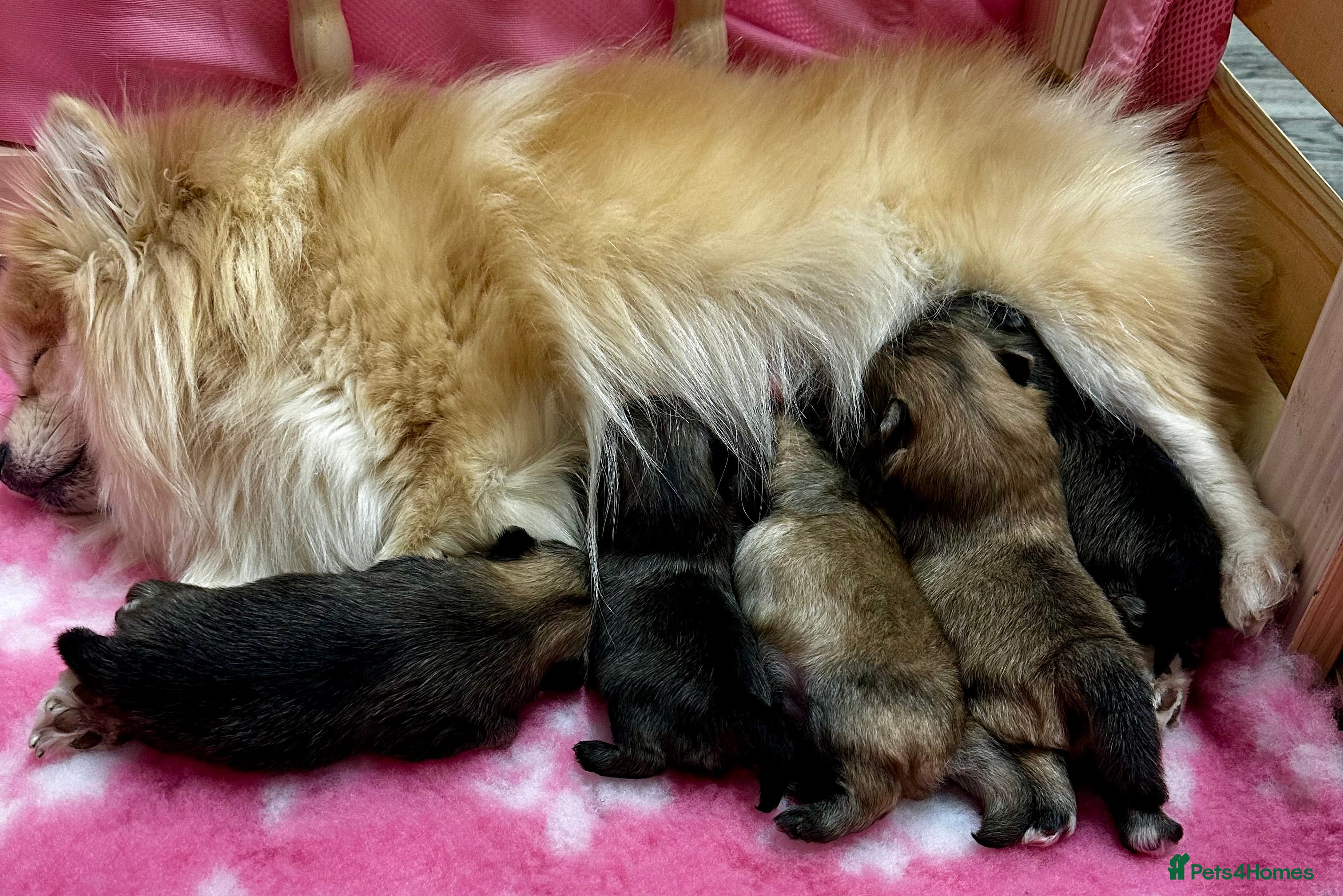 Pomeranian dogs GORGEOUS POMERANIAN PUPPIES 🐶🐶🐶🐶🐶 - Advert 1