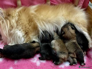 Pomeranian dogs GORGEOUS POMERANIAN PUPPIES 🐶🐶🐶🐶🐶 - Advert 1