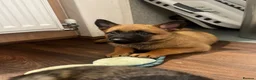 Mixed Breed dogs for sale: Belgian Malinois X Dutch Herder puppies.  - Advert 17