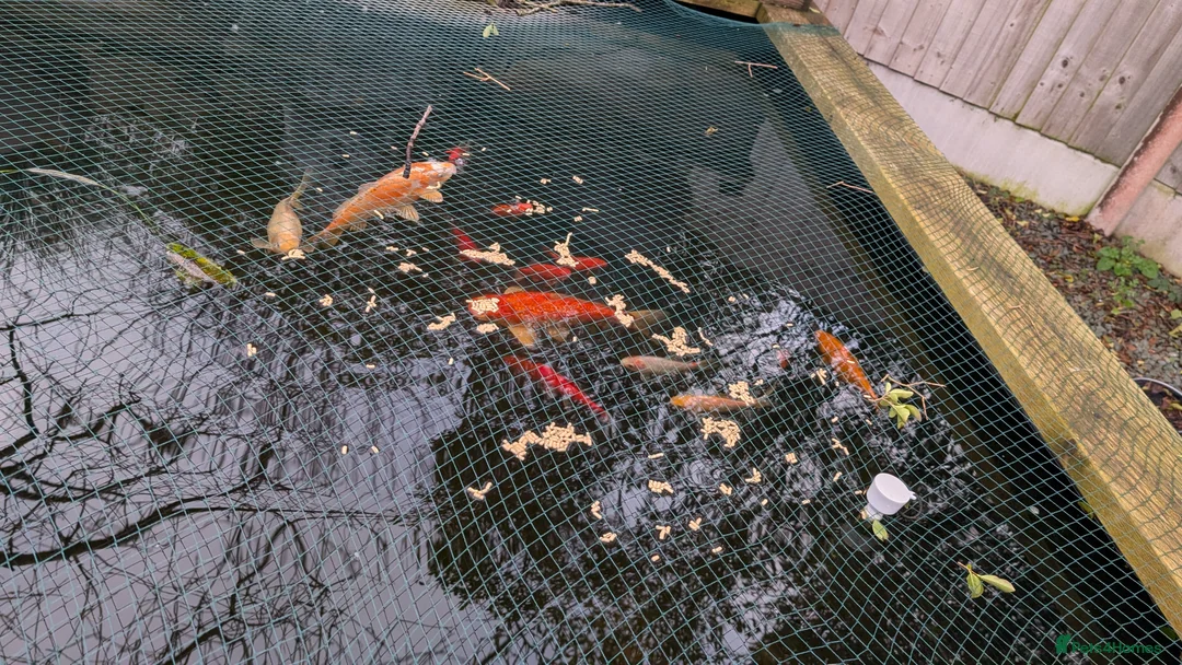 Koi Carp fish for sale: Koi & Goldfish - Advert 5