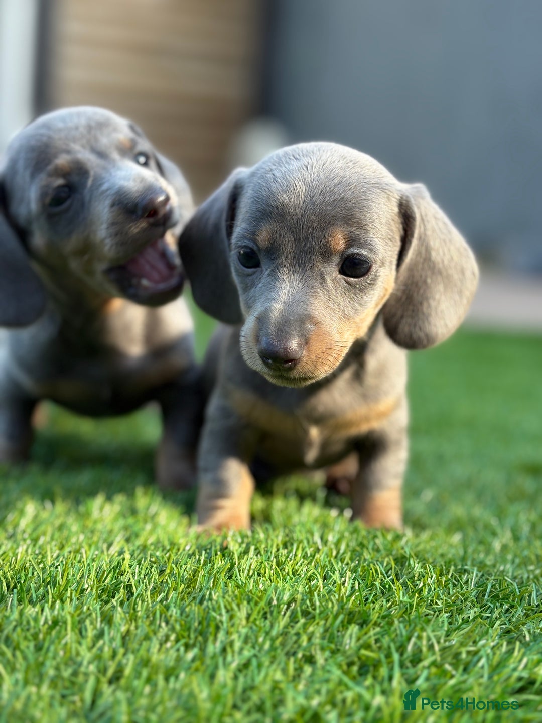 Miniature Dachshund dogs for sale: 🐾 stunning Miniature dachshund pups🐾  - Image 11
