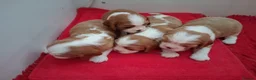 Cavalier King Charles Spaniel dogs for sale: Outstanding Quality PURE Cavalier King Charles - Advert 2