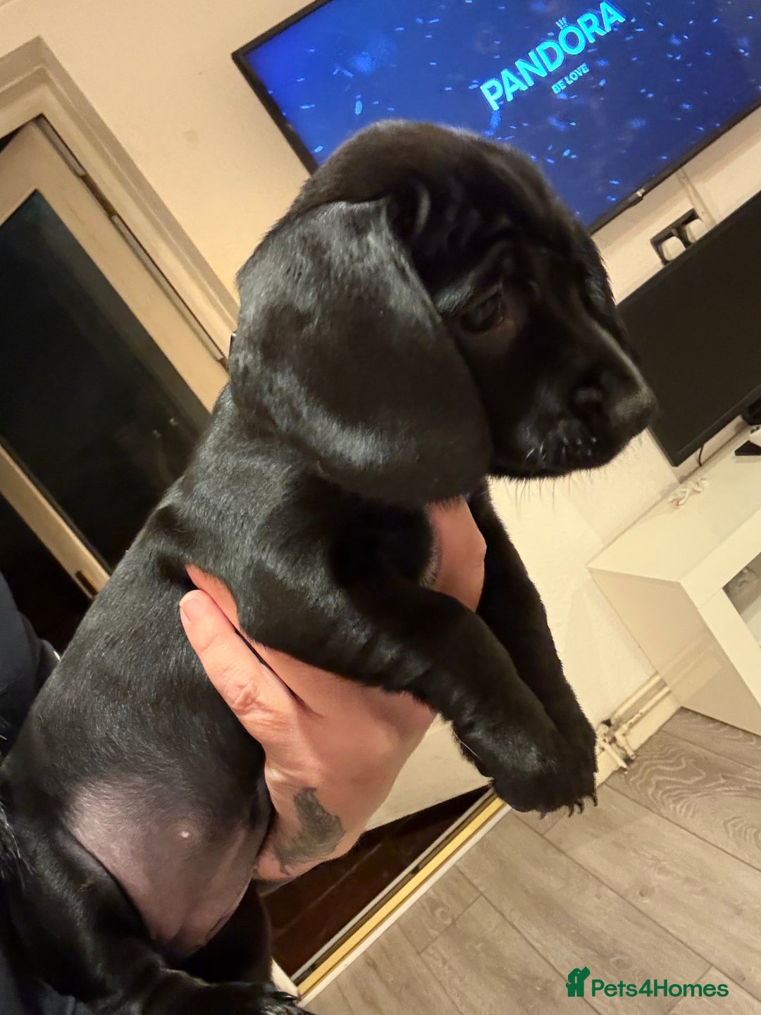 Mixed Breed dogs for sale: Dockers! Beautiful 3 girls left READY NOW  - Advert 15