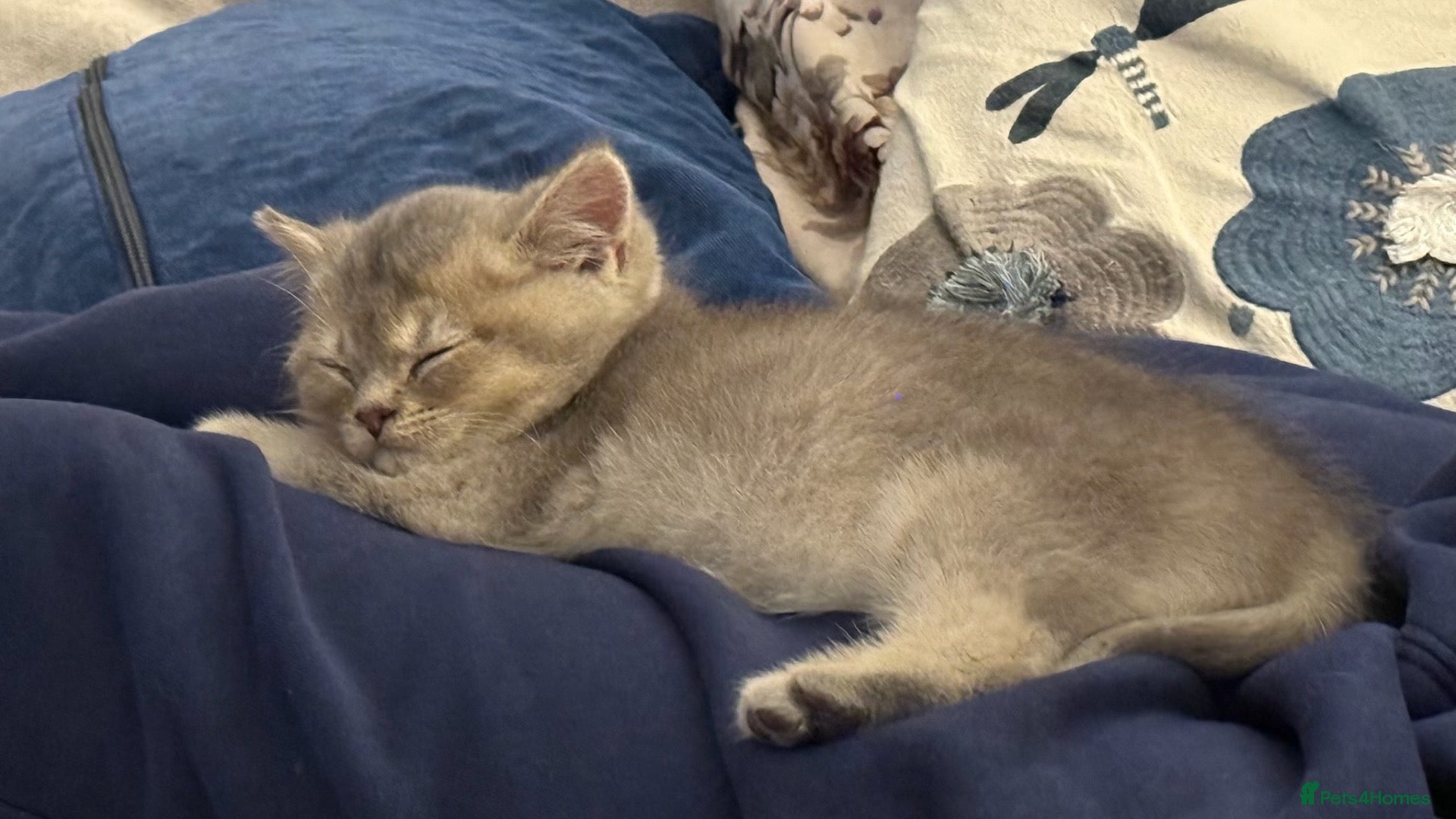 British Longhair cats Last boy Available- Golden Lilac BHS Ready Now !  - Advert 12