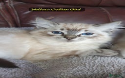 Ragdoll cats for sale: Beautiful GCCF Registered Ragdoll Kittens. - Image 26