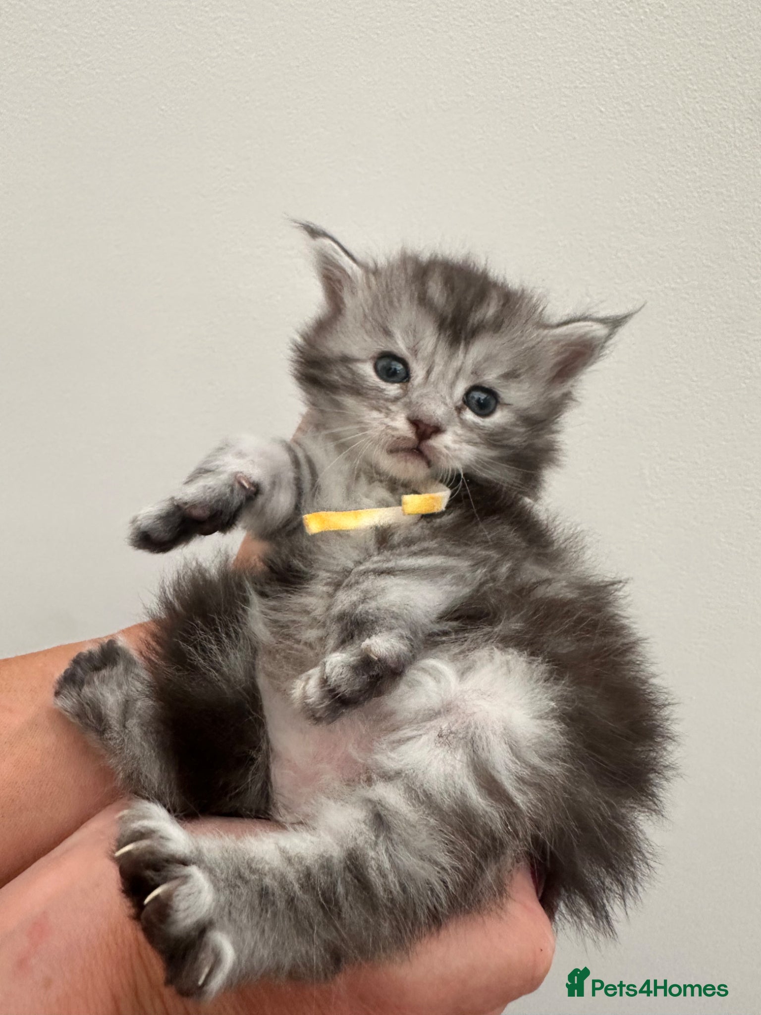 Maine Coon cats for sale: 5 beautiful Maine coon kittens - Advert 32