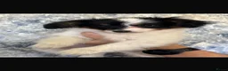 Papillon dogs for sale: Tan & black papillon puppies  - Advert 4