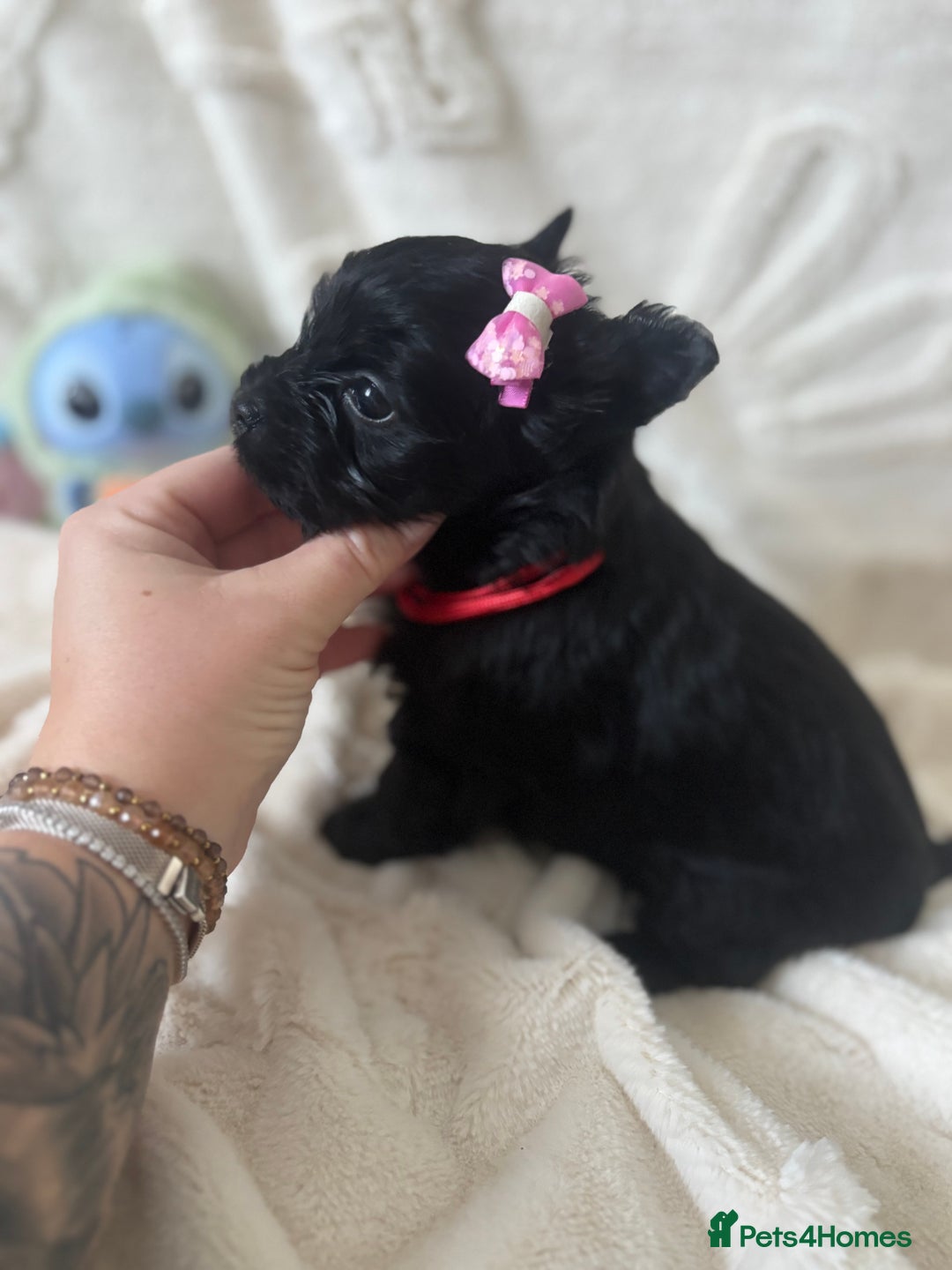 Yorkshire Terrier dogs for sale: Mini Black Yorkshire terriers puppies  - Advert 13