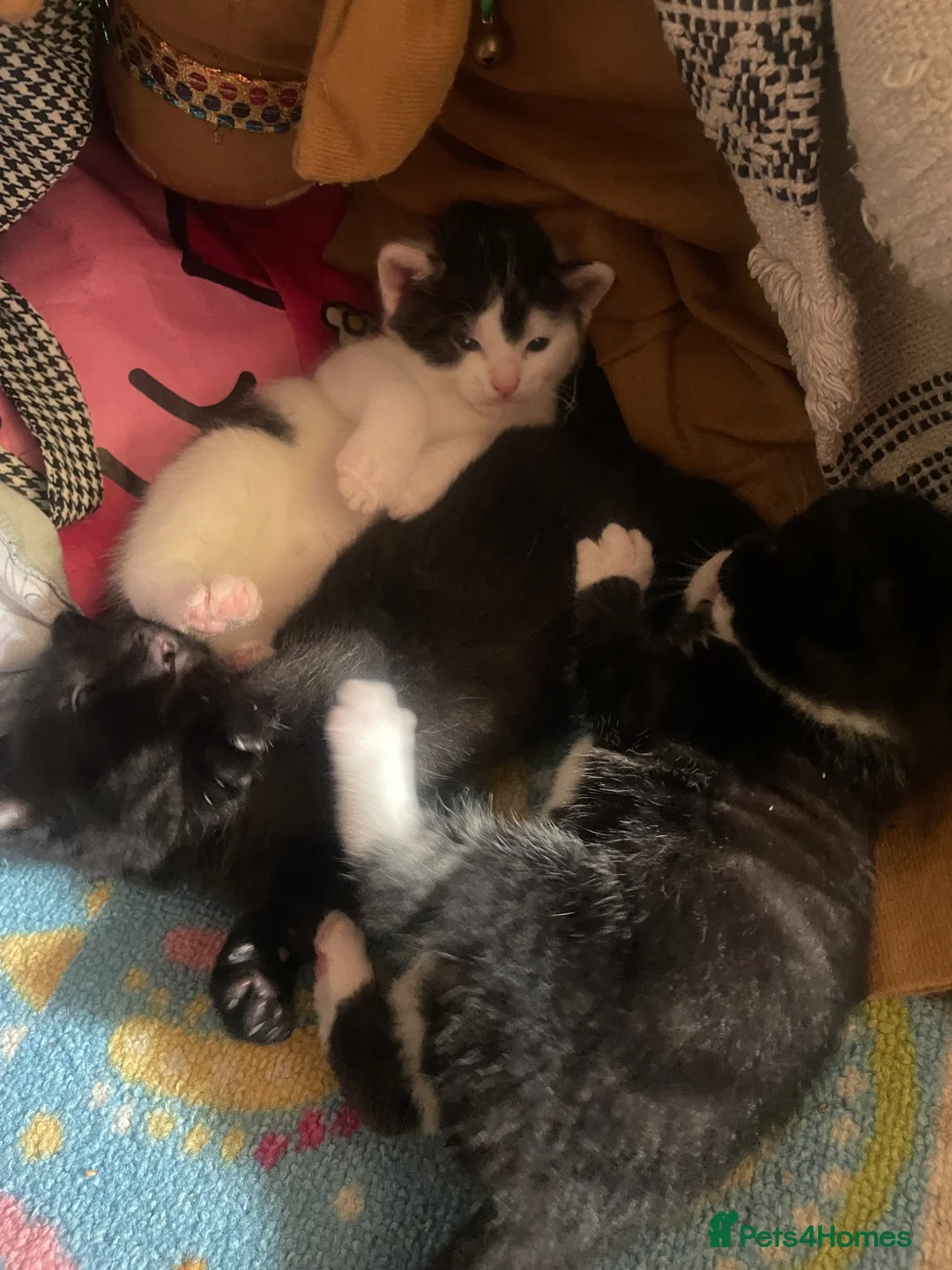 Domestic Shorthair cats for sale: Beautiful Litter of kittens 2xmales 2x females - Advert 20