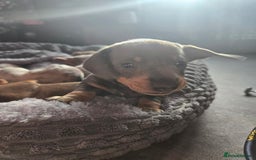 Dachshund dogs for sale: Beautiful Dachshund Puppies - Image 11