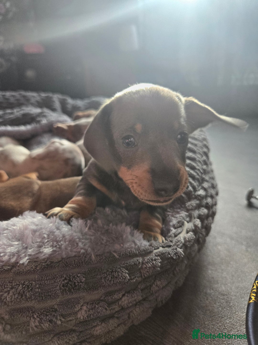 Dachshund dogs for sale: Beautiful Dachshund Puppies - Image 11