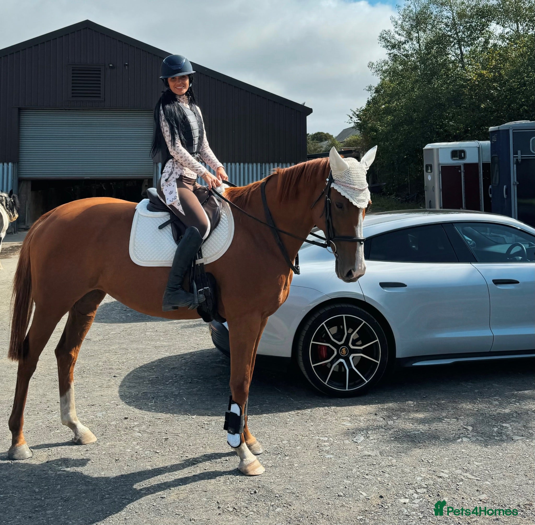 Irish Thoroughbred horses Weekend rider wanted hacking only  - Advert 18