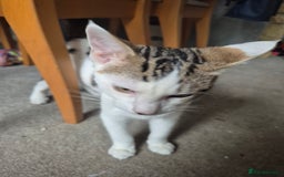 British Shorthair cats for sale: Male and female kittens - Image 7