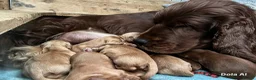 Cocker Spaniel dogs for sale: Gorgeous KC Show Cocker Babies  - Advert 9