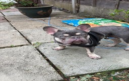 French Bulldog dogs for sale: Beautiful tan and lilac French bull dog  - Image 1