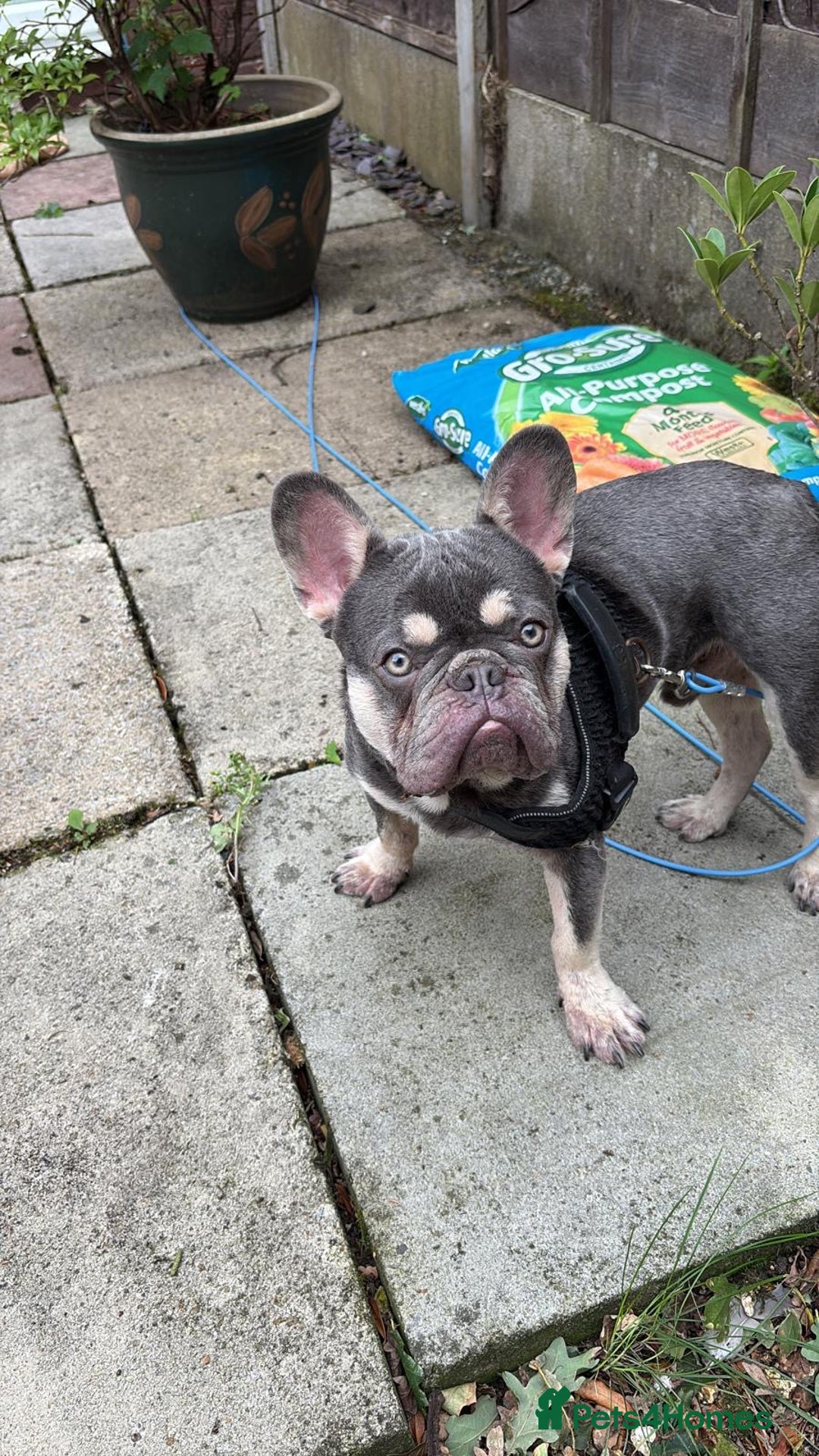 French Bulldog dogs for sale: Beautiful tan and lilac French bull dog  - Image 1