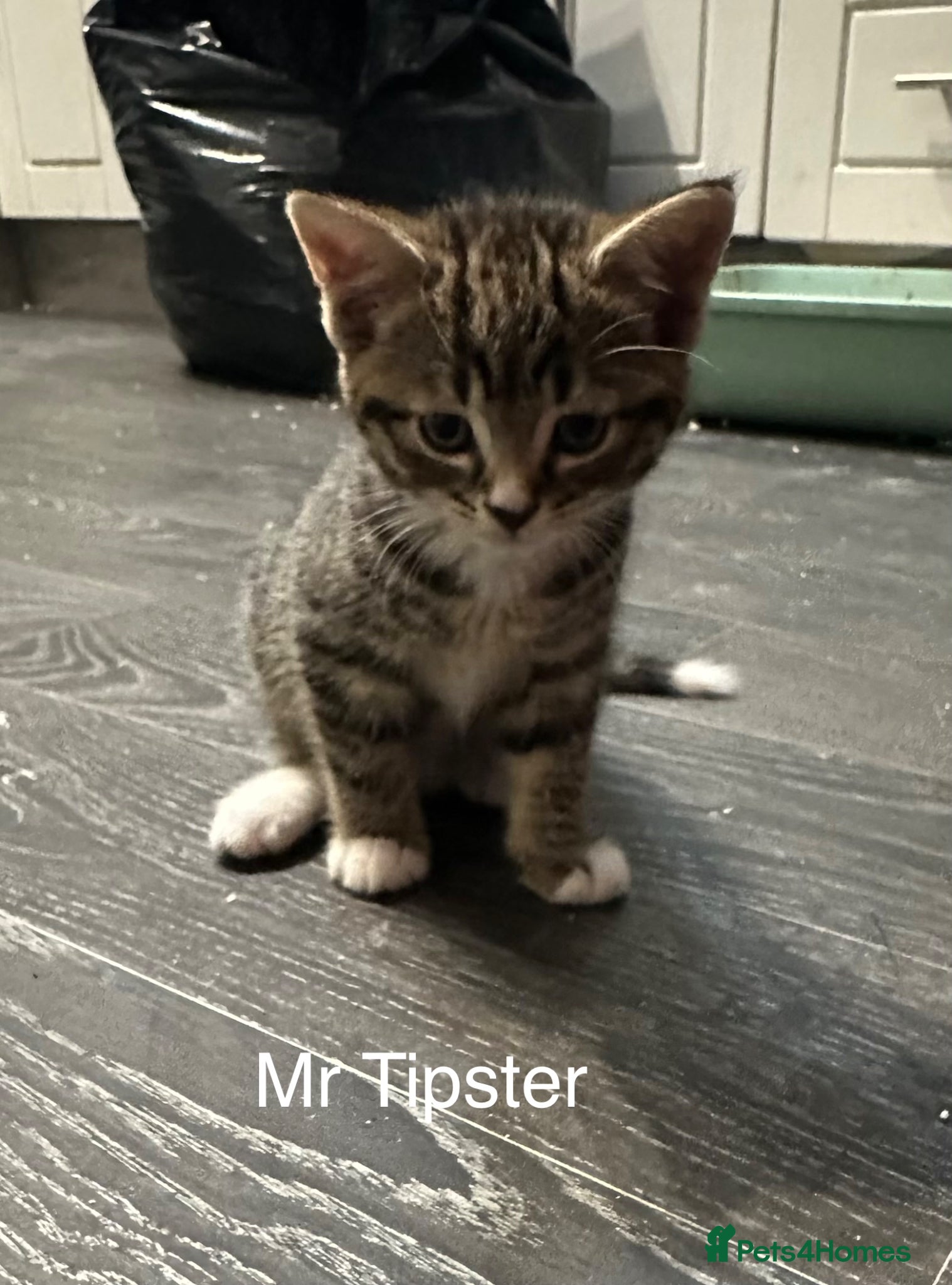 Mixed Breed cats Babies - Advert 2