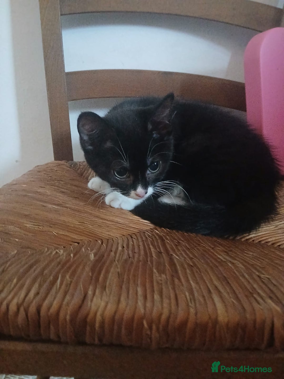Munchkin cats for sale: Beautiful markings lush coat tabby tuxedo  - Image 31